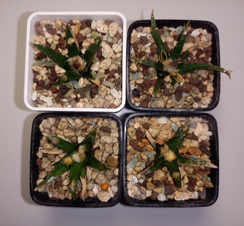 Нажмите на изображение для увеличения.

Название:	20260422_205117.jpg
Просмотров:	43
Размер:	258.9 Кб
ID:	543717