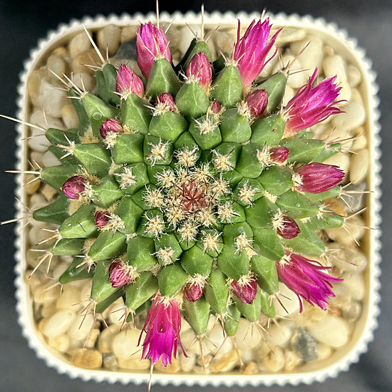 Нажмите на изображение для увеличения.

Название:	Mammillaria brandegeei 2026-04-21 top.jpg
Просмотров:	11
Размер:	368.0 Кб
ID:	543731