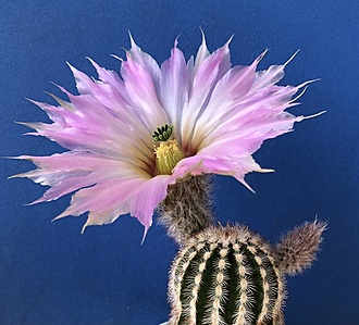 Нажмите на изображение для увеличения.

Название:	IMG_3246.jpg
Просмотров:	66
Размер:	214.6 Кб
ID:	543739