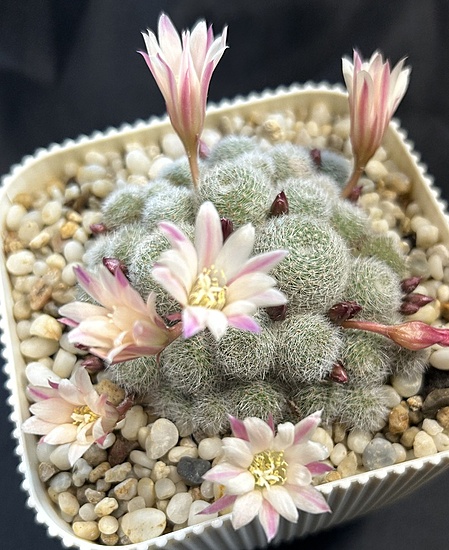 Нажмите на изображение для увеличения.

Название:	IMG_7546.jpg
Просмотров:	54
Размер:	221.5 Кб
ID:	543743