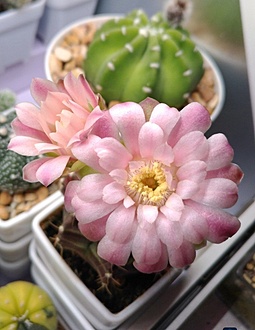 Нажмите на изображение для увеличения.

Название:	IMG_20260426_125911_404.jpg
Просмотров:	25
Размер:	148.9 Кб
ID:	543749