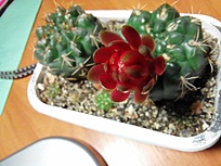 Нажмите на изображение для увеличения.

Название:	IMG_20260426_181500.jpg
Просмотров:	70
Размер:	137.5 Кб
ID:	543755