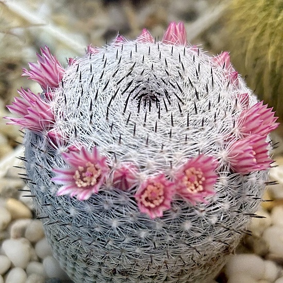 Нажмите на изображение для увеличения.

Название:	IMG_7591.jpg
Просмотров:	63
Размер:	310.7 Кб
ID:	543757