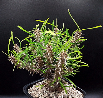 Нажмите на изображение для увеличения.

Название:	2.jpg
Просмотров:	45
Размер:	367.5 Кб
ID:	543759