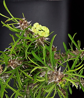 Нажмите на изображение для увеличения.

Название:	1.jpg
Просмотров:	45
Размер:	302.8 Кб
ID:	543760