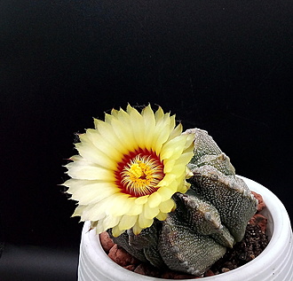 Нажмите на изображение для увеличения.

Название:	1.jpg
Просмотров:	5
Размер:	235.5 Кб
ID:	543762