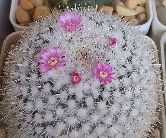 Нажмите на изображение для увеличения.

Название:	1777292714000.jpg
Просмотров:	8
Размер:	255.6 Кб
ID:	543764