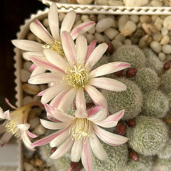 Нажмите на изображение для увеличения.

Название:	Rebutia heliosa cv. sunrise 2026-04-25 flowering.jpg
Просмотров:	4
Размер:	323.0 Кб
ID:	543766