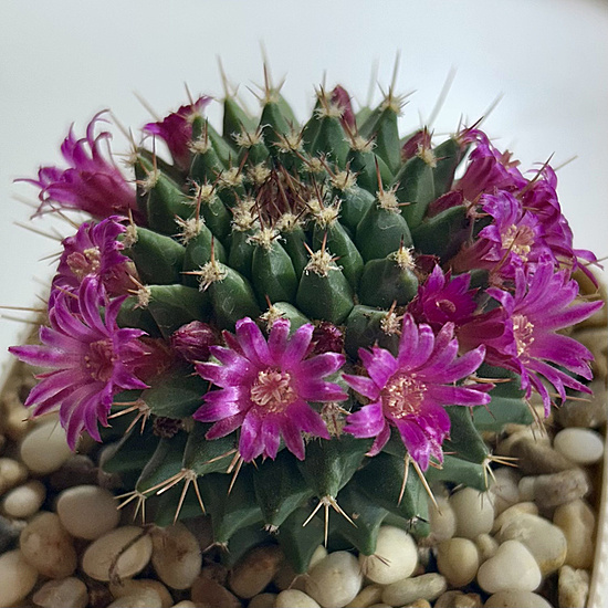 Нажмите на изображение для увеличения.

Название:	Mammillaria brandegeei 2026-04-25 flowering.jpg
Просмотров:	4
Размер:	287.9 Кб
ID:	543767