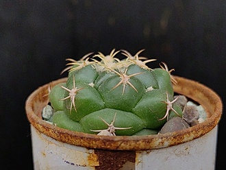 Нажмите на изображение для увеличения.

Название:	Coryphantha elephantidens 001.jpg
Просмотров:	0
Размер:	168.7 Кб
ID:	543784