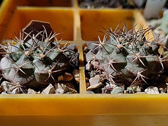 Нажмите на изображение для увеличения.

Название:	Gymnocalycium damsii ssp evae v boosii STO 1711.jpg
Просмотров:	0
Размер:	211.0 Кб
ID:	543785