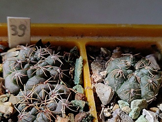Нажмите на изображение для увеличения.

Название:	Gymnocalycium erolesii.jpg
Просмотров:	0
Размер:	228.5 Кб
ID:	543786