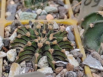 Нажмите на изображение для увеличения.

Название:	Gymnocalycium friedrichii v. angustostriatum LB 2178.jpg
Просмотров:	0
Размер:	252.2 Кб
ID:	543787