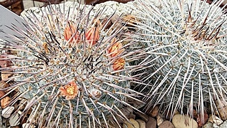 Нажмите на изображение для увеличения.

Название:	photo_2026-04-27_21-52-11.jpg
Просмотров:	67
Размер:	271.5 Кб
ID:	543790