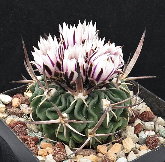 Нажмите на изображение для увеличения.

Название:	IMG_1691.jpg
Просмотров:	38
Размер:	261.5 Кб
ID:	543815