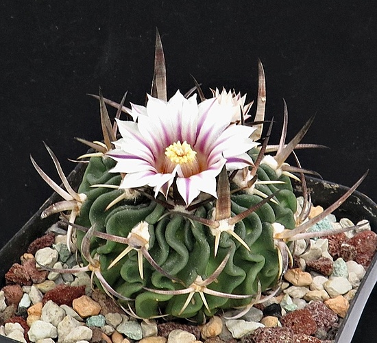 Нажмите на изображение для увеличения.

Название:	IMG_1629.jpg
Просмотров:	38
Размер:	238.1 Кб
ID:	543816