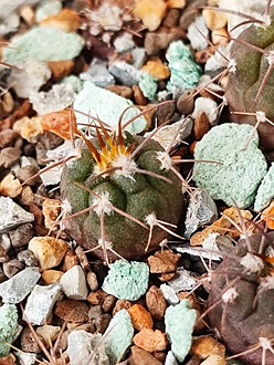 Нажмите на изображение для увеличения.

Название:	Gymnocalycium polycephalum VG 1394.jpg
Просмотров:	0
Размер:	250.1 Кб
ID:	544059