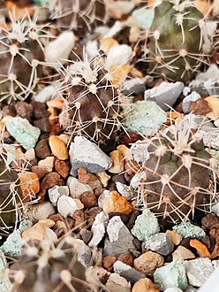 Нажмите на изображение для увеличения.

Название:	Gymnocalycium ritterianum VG 675.jpg
Просмотров:	0
Размер:	240.6 Кб
ID:	544062