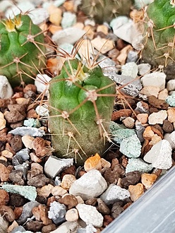 Нажмите на изображение для увеличения.

Название:	Gymnocalycium schuetzianum  FR 430.jpg
Просмотров:	0
Размер:	246.2 Кб
ID:	544060
