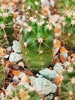 Нажмите на изображение для увеличения.

Название:	Gymnocalycium horridispinum VG 309.jpg
Просмотров:	0
Размер:	244.2 Кб
ID:	544061