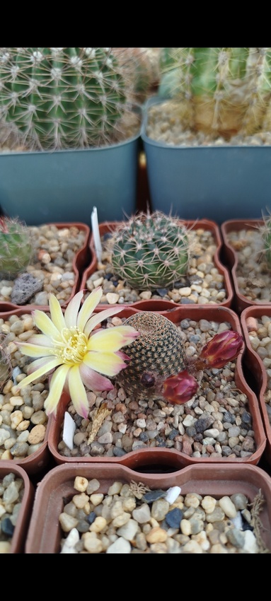 Нажмите на изображение для увеличения.

Название:	Screenshot_2026-05-17-09-02-35-276_com.miui.gallery.jpg
Просмотров:	0
Размер:	125.5 Кб
ID:	544116
