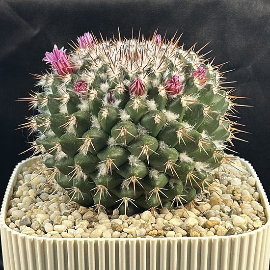 Нажмите на изображение для увеличения.

Название:	Mammillaria sp. 2026-05-15 front.jpg
Просмотров:	44
Размер:	382.8 Кб
ID:	544125