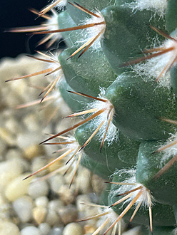 Нажмите на изображение для увеличения.

Название:	Mammillaria sp. 2026-05-15 spine.jpg
Просмотров:	42
Размер:	228.6 Кб
ID:	544126