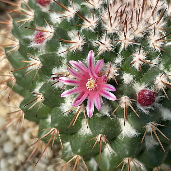 Нажмите на изображение для увеличения.

Название:	Mammillaria sp. 2026-05-17 flower 1.jpg
Просмотров:	41
Размер:	376.2 Кб
ID:	544127
