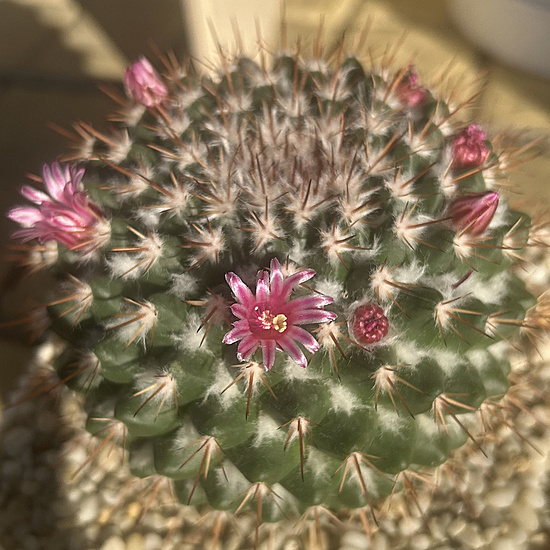 Нажмите на изображение для увеличения.

Название:	Mammillaria sp. 2026-05-16 flower 1.jpg
Просмотров:	41
Размер:	270.8 Кб
ID:	544128