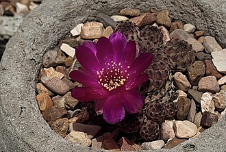 Нажмите на изображение для увеличения.

Название:	Sulcorebutia Rauschii.jpg
Просмотров:	75
Размер:	232.9 Кб
ID:	544191