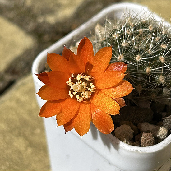 Нажмите на изображение для увеличения.

Название:	Rebutia flavistyla FR 756 2026-05-17 flower 2.jpg
Просмотров:	30
Размер:	275.8 Кб
ID:	544300