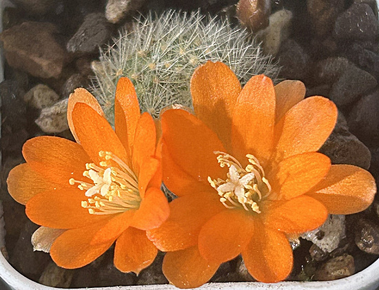 Нажмите на изображение для увеличения.

Название:	Rebutia archibuiningiana L 404 2026-05-23 flower 2.jpg
Просмотров:	30
Размер:	238.9 Кб
ID:	544301