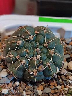 Нажмите на изображение для увеличения.

Название:	Gymnocalycium schroederianum v.paucicostatum. LB 960 001.jpg
Просмотров:	1
Размер:	187.1 Кб
ID:	544318