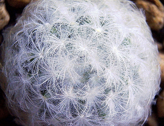 Нажмите на изображение для увеличения.

Название:	Mammillaria plumosa.jpg
Просмотров:	19
Размер:	381.5 Кб
ID:	544344