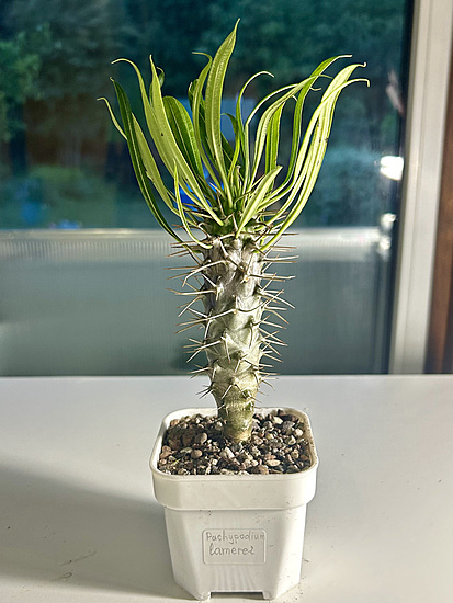 Нажмите на изображение для увеличения.

Название:	Pachypodium lamerei 2026-06-16.jpg
Просмотров:	22
Размер:	194.7 Кб
ID:	544522