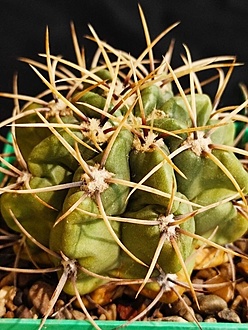 Нажмите на изображение для увеличения.

Название:	Gymnocalycium achirasense.jpg
Просмотров:	0
Размер:	211.1 Кб
ID:	544560