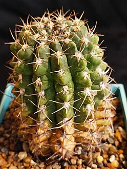 Нажмите на изображение для увеличения.

Название:	Gymnocalycium spec.jpg
Просмотров:	0
Размер:	200.3 Кб
ID:	544561