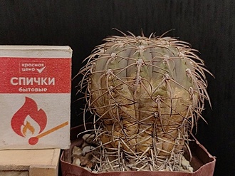 Нажмите на изображение для увеличения.

Название:	Gymnocalycium spegazzinii.jpg
Просмотров:	0
Размер:	214.7 Кб
ID:	544562