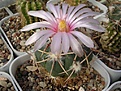 Нажмите на изображение для увеличения.

Название:	Echinocactus horizonthalonius_Charcas,SLP.JPG
Просмотров:	1122
Размер:	68.5 Кб
ID:	305413