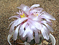 Нажмите на изображение для увеличения.

Название:	Echinocactus horizontalonius Charcas,SLP.JPG
Просмотров:	1145
Размер:	83.7 Кб
ID:	305417
