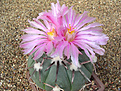 Нажмите на изображение для увеличения.

Название:	Echinocactus horizontalonius Huizache,SLP.JPG
Просмотров:	1125
Размер:	103.9 Кб
ID:	305418