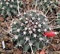 Нажмите на изображение для увеличения.

Название:	Mammillariasaxicola.jpg
Просмотров:	324
Размер:	86.0 Кб
ID:	305468