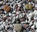 Нажмите на изображение для увеличения.

Название:	Lithops.jpg
Просмотров:	370
Размер:	111.9 Кб
ID:	305473