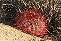 Нажмите на изображение для увеличения.

Название:	joshua-tree.jpg
Просмотров:	161
Размер:	133.5 Кб
ID:	305511