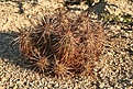 Нажмите на изображение для увеличения.

Название:	joshua-tree6.jpg
Просмотров:	199
Размер:	148.5 Кб
ID:	305525
