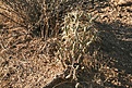 Нажмите на изображение для увеличения.

Название:	joshua-tree13.jpg
Просмотров:	194
Размер:	135.8 Кб
ID:	305533