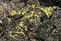Нажмите на изображение для увеличения.

Название:	joshua-tree47.jpg
Просмотров:	169
Размер:	133.6 Кб
ID:	305542