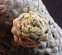 Нажмите на изображение для увеличения.

Название:	E.piscidermis.jpg2.jpg
Просмотров:	207
Размер:	66.3 Кб
ID:	305554