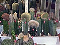 Нажмите на изображение для увеличения.

Название:	PA284260mini.jpg
Просмотров:	180
Размер:	119.2 Кб
ID:	305558