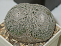 Нажмите на изображение для увеличения.

Название:	Pytkov_Mammilaria_microhele.jpg
Просмотров:	147
Размер:	88.8 Кб
ID:	305590